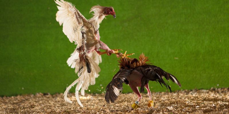 Chiến lược cược hiệu quả khi chơi đá gà cựa sắt tại New88