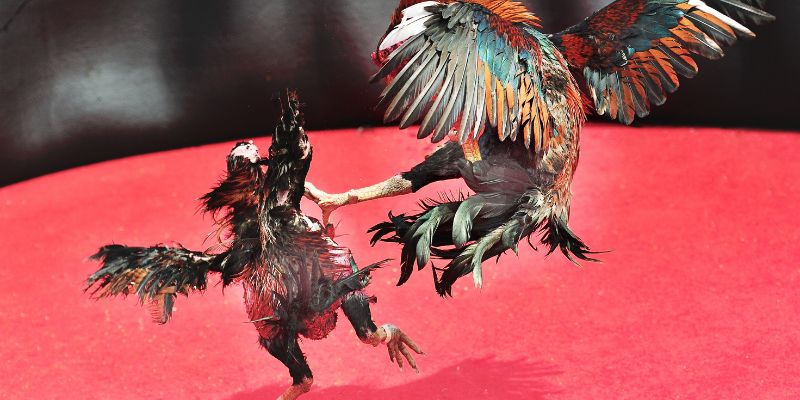 Tìm hiểu đá gà cựa sắt tại New88